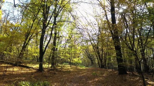 Amazing Autumn Forest