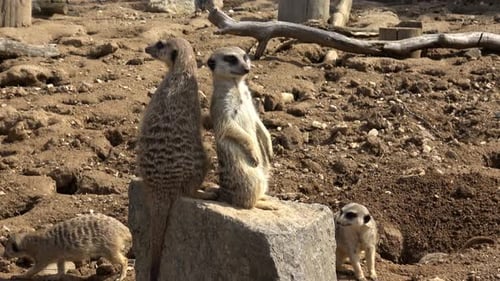 Alert Meerkats Standing on Rock in Natural Habitat
