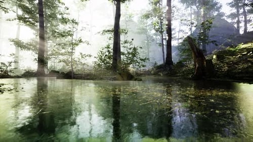 Panoramic of the Forest with River Reflecting the Trees in the Water