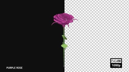 Animated 3D Rotating Purple Rose Element