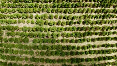 Above reforestation area with lines of pine trees, sustainable logging industry, aerial