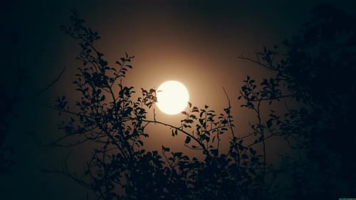 Full Moon Behind Silhouetted Tree Branches