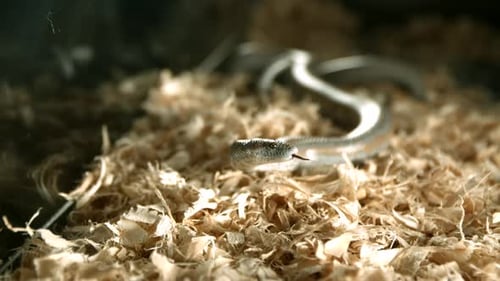 Snake in ultra slow motion 1500fps - SNAKES PHANTOM