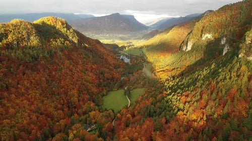 Autumn Forest