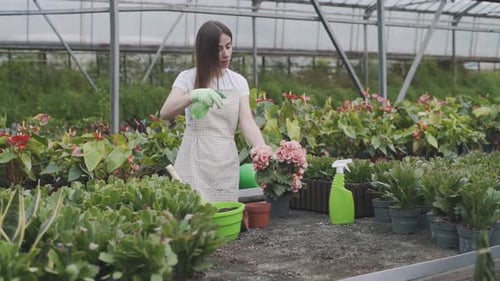 Woman Watering Plants in a Tropical Greenhouse