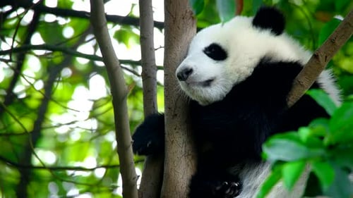 Giant Panda Resting in Tree Branches