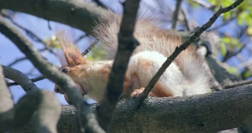 Red Squirrel sitting on branch and eating a nut on a tree in forest