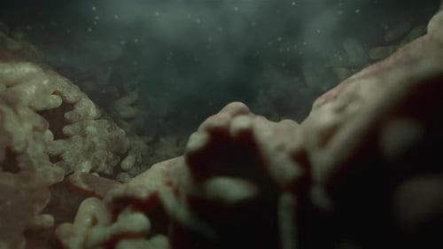 Microscopic Movement of Bacteria or Cells in a Biological Environment
