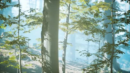 Sunny Silhouetted Forest with Sunbeams Through Fog