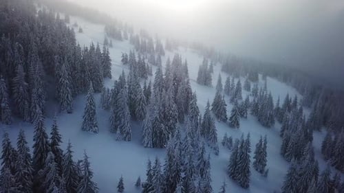 Aerial view flying over a Winter forest. Mountainside