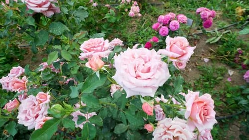 Lindas rosas delicadas e pitorescas em um dia de verão no parque. Jardim de rosas.