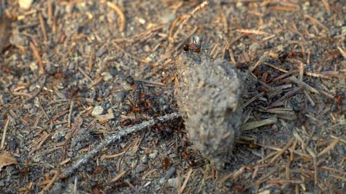 Ant