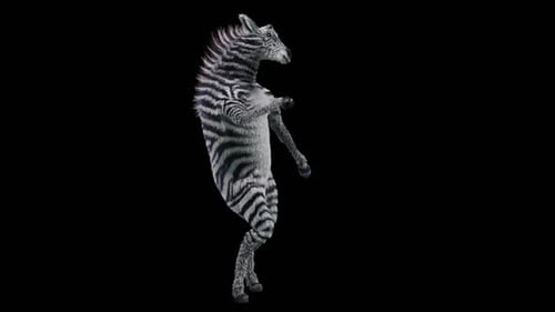 Animated 3D Zebra Dancing on Two Legs Loop