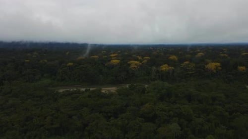 Tropical Forest Canopy with Yellow Flowers Aerial View