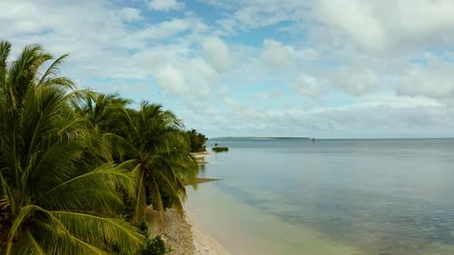 Tropical Beach with Palm Trees