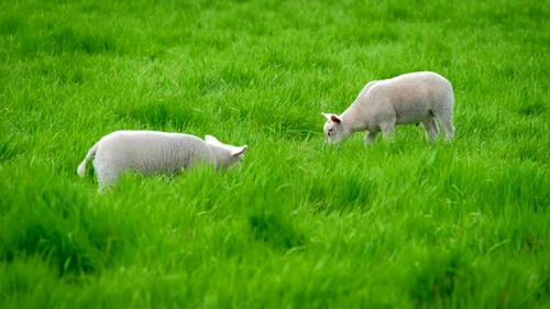 Moutons et agneaux paissant dans un pré