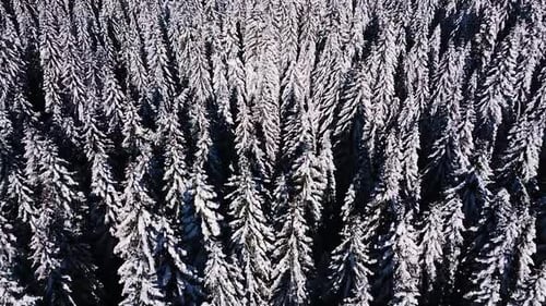 Drone shot of a enormous snowy forest. Winter fairytale with blue sky's in the mountains. Fly throug