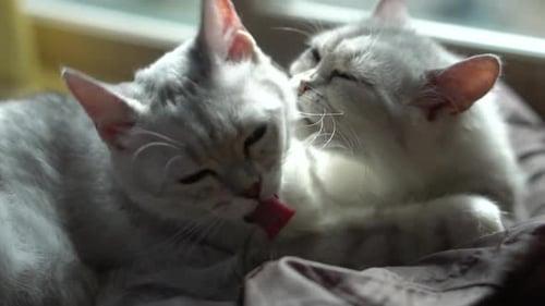 Two Fluffy Cats Grooming Each Other Indoors