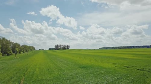 Aerial view of the green wheat field. Agricultural field