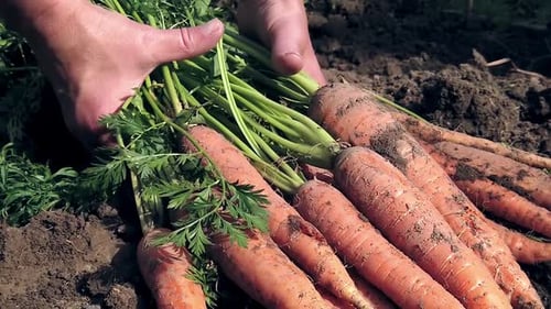 Fresh Carrots Pulled from the Ground in Daytime