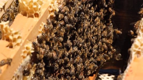 Honigbienen auf Honeycomb