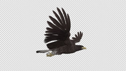Águila euroasiática de cola blanca - Vuelo volador - Vista lateral