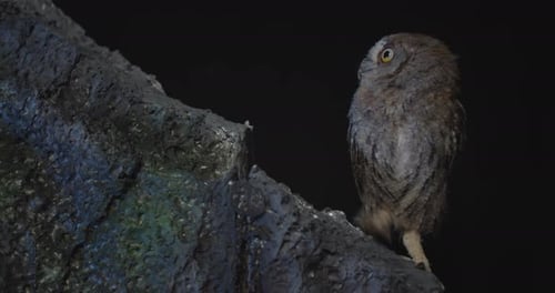Predatory Bird, Wild Owl Is Hunting at Night, Walking on a Rock,