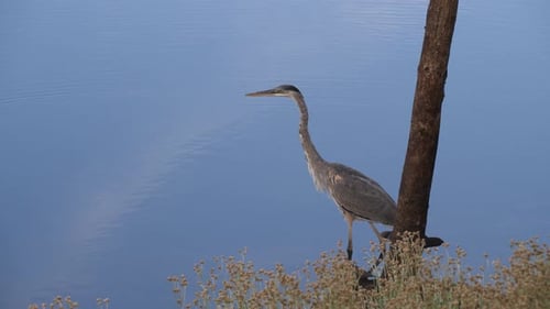 Great Blue Heron Perched at the Water's Edge