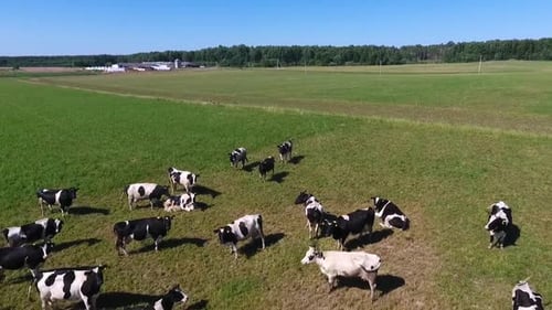 Aerial View of Cows in a Herd on a Green Pasture in the Summer