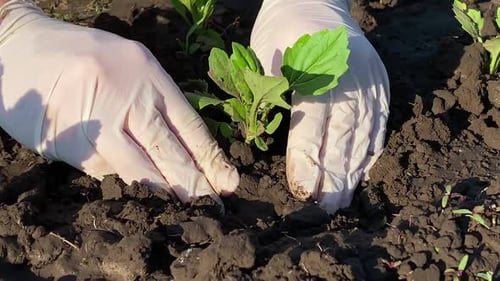 Hands Planting Small Plant in Garden Soil