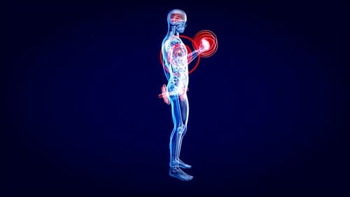 4K anatomy of a X-ray man doing biceps curls