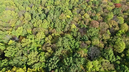 Early Autumn in Forest Aerial Top View