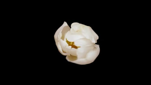 White Flower Blossoming on Black Background