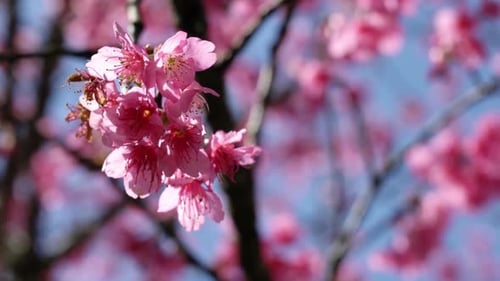 Beautiful Cherry Blossoms Blooming in Springtime