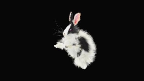 Hase: Tanzen HD