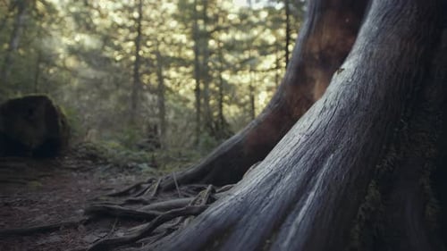 Closeup of wet Tree Bark texture and roots in Cathedral Grove park on Vancouver Island, Canada