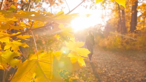 Slender Girl is on the Autumn Path in the Forest