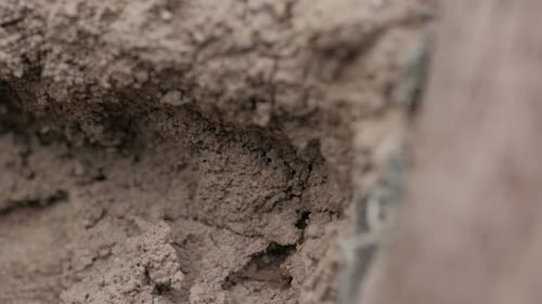 Colonie de termites