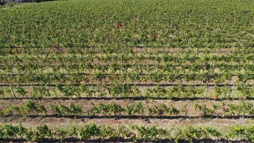 Vinery from Above