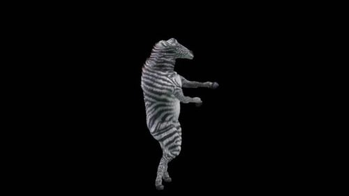 Animated Dancing Zebra on Black Background