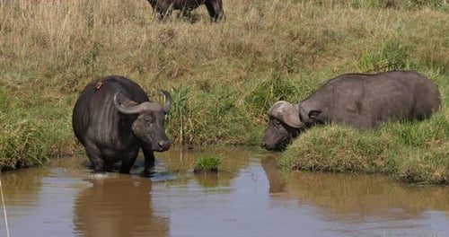 Búfalo africano, syncerus caffer, adultos en Waterhole, Parque Nairobi en Kenia, 4K en tiempo real