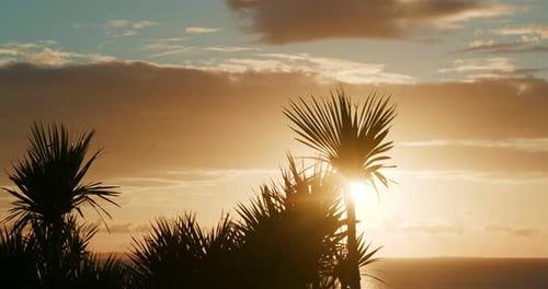 Sonnenuntergang mit Baum und Himmel