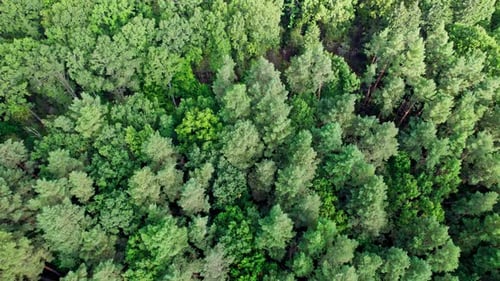 Trees Top View Forest Background
