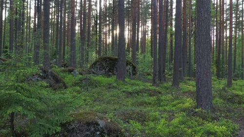 Flug im immergrünen Wald an einem sonnigen Sommertag