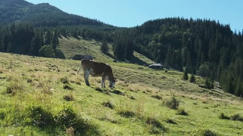 Brown Cow Grazes on a Green Mountain Meadow in the Highlands. Slow Motion