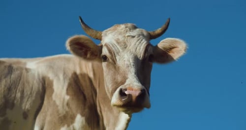 Nahaufnahme einer Kuh, die vor blauem Himmel in die Kamera blickt