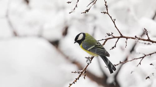 Small Bird Tit on the Tree Branch at City Park