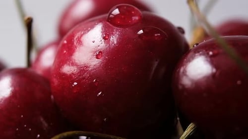 Ripe Red Cherries with Water Droplets Close Up