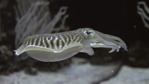 Underwater View of Commom Cuttlefish