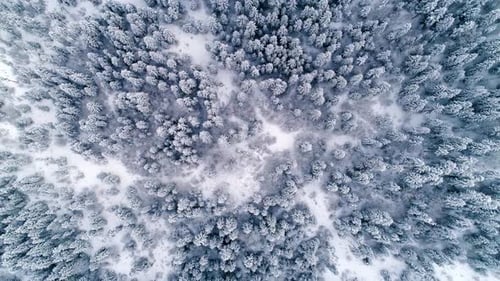 Winter Woods With Snowy Trees